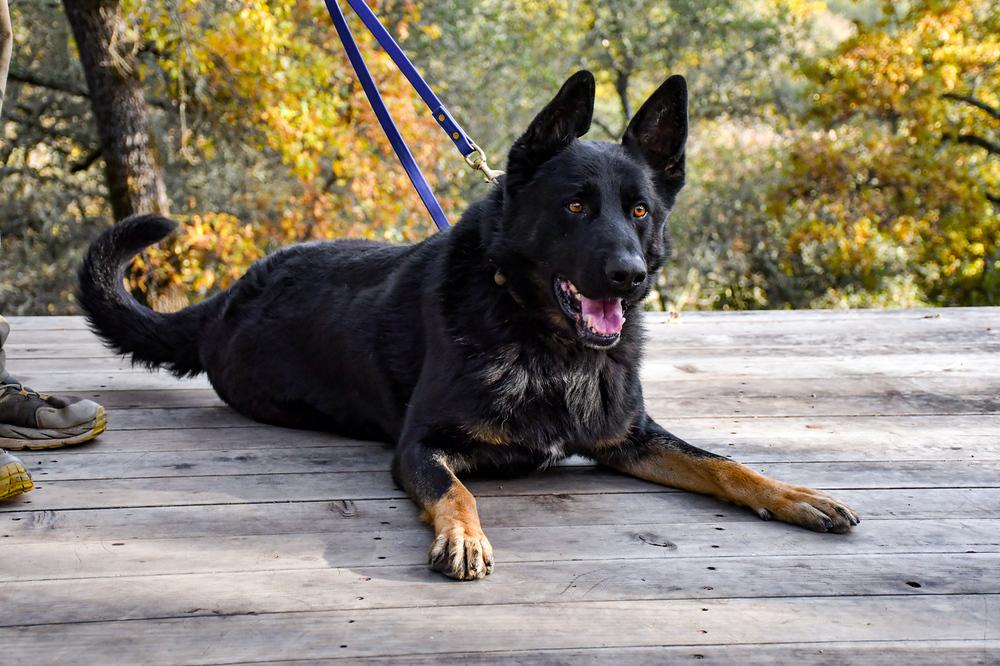 Enlarge Creed, a Adoptable mixed breed in Shingle Springs, CA image 3/6