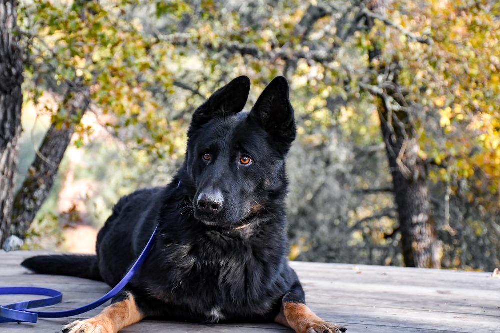 Enlarge Creed, a Adoptable mixed breed in Shingle Springs, CA image 4/6