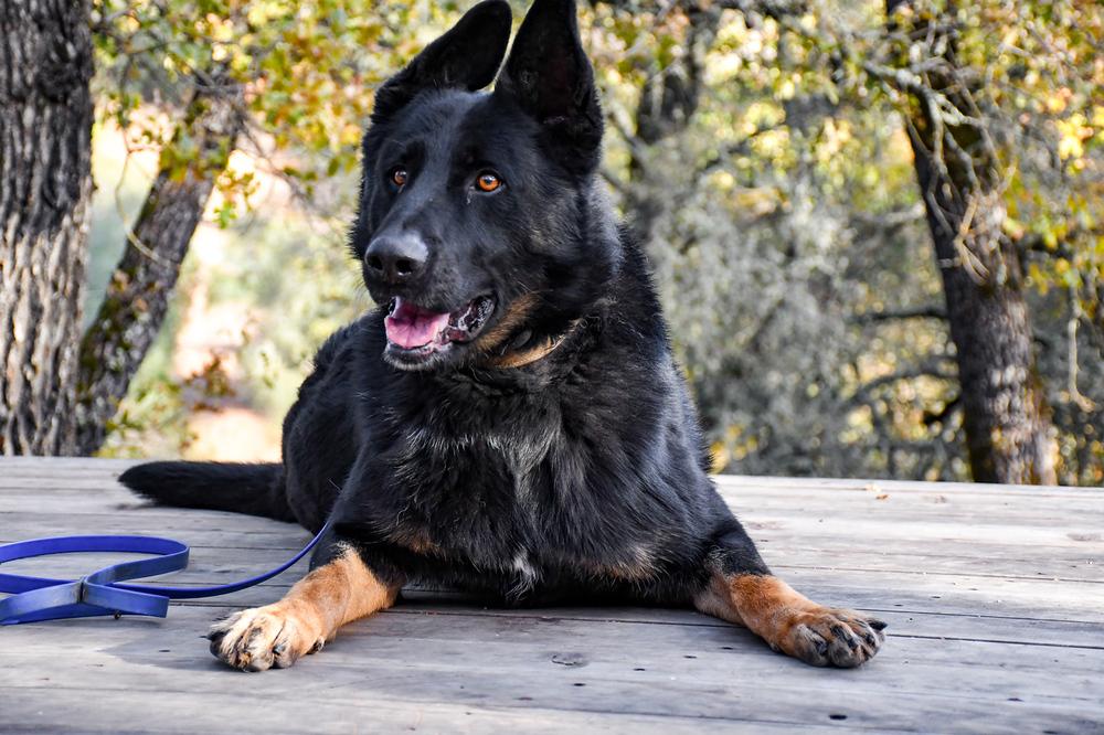 Enlarge Creed, a Adoptable mixed breed in Shingle Springs, CA image 5/6