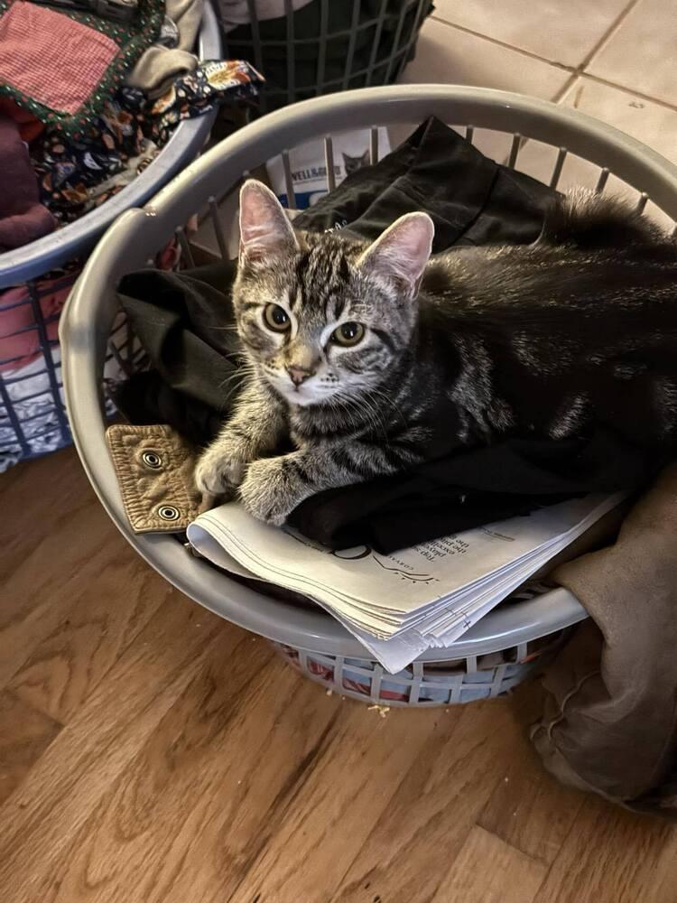 Peter, Adoptable, Kitten Male Domestic Short Hair.