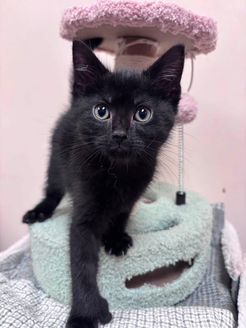 Enlarge Woody, a ADOPTABLE Domestic Short Hair in Steger, IL image 1/1