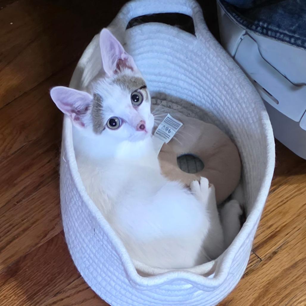 Enlarge Aniol, a Adoptable Domestic Short Hair in Chicago, IL image 1/2
