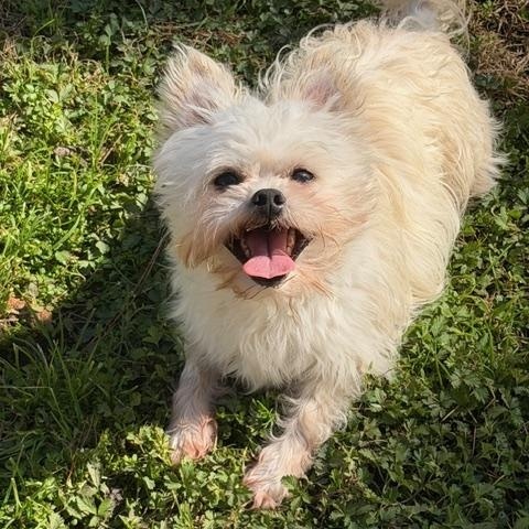 Irving , a ADOPTABLE mixed breed in Spring, TX image 2/3