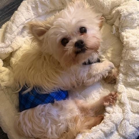 Irving , a ADOPTABLE mixed breed in Spring, TX image 3/3