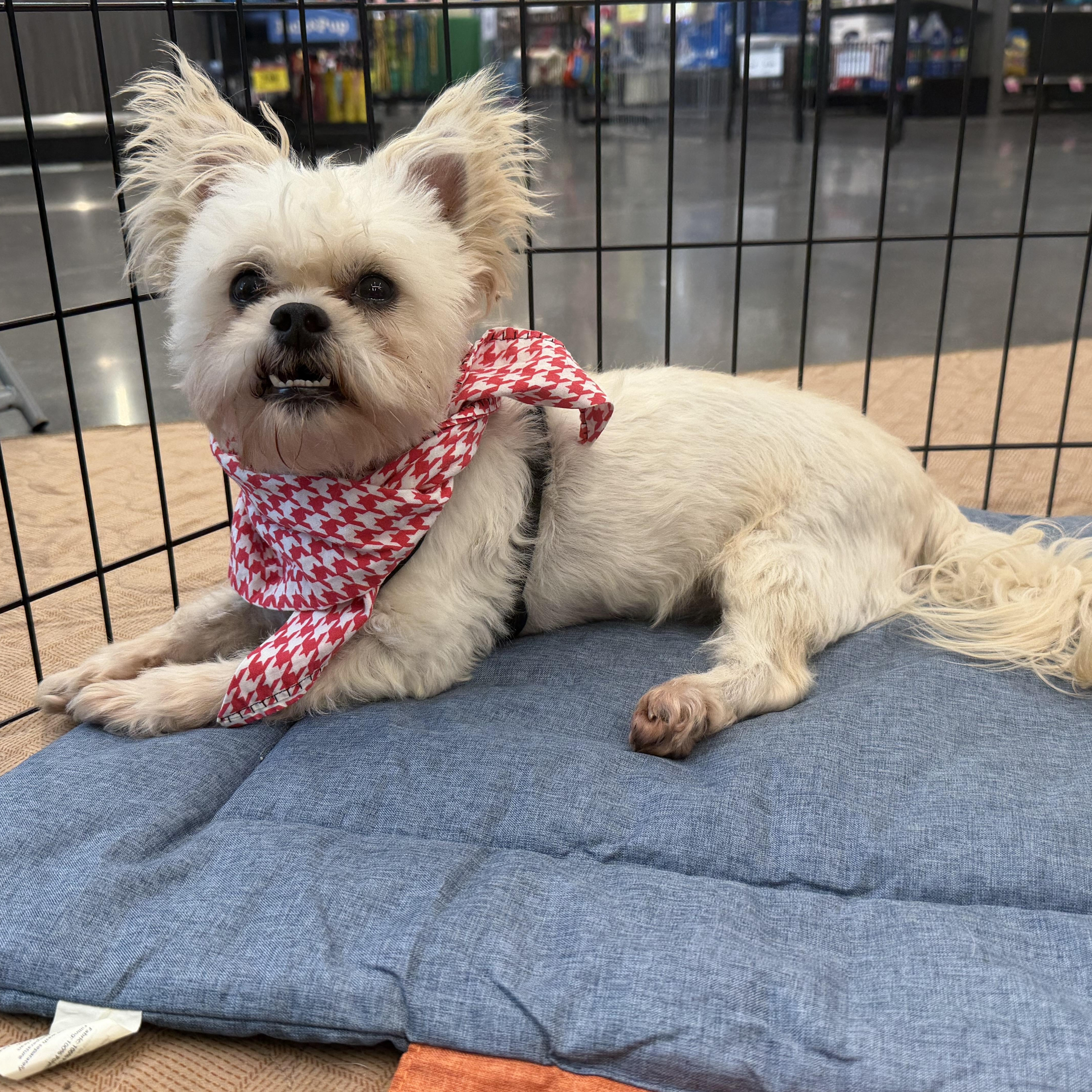 Enlarge Irving , a ADOPTABLE mixed breed in Spring, TX image 2/5