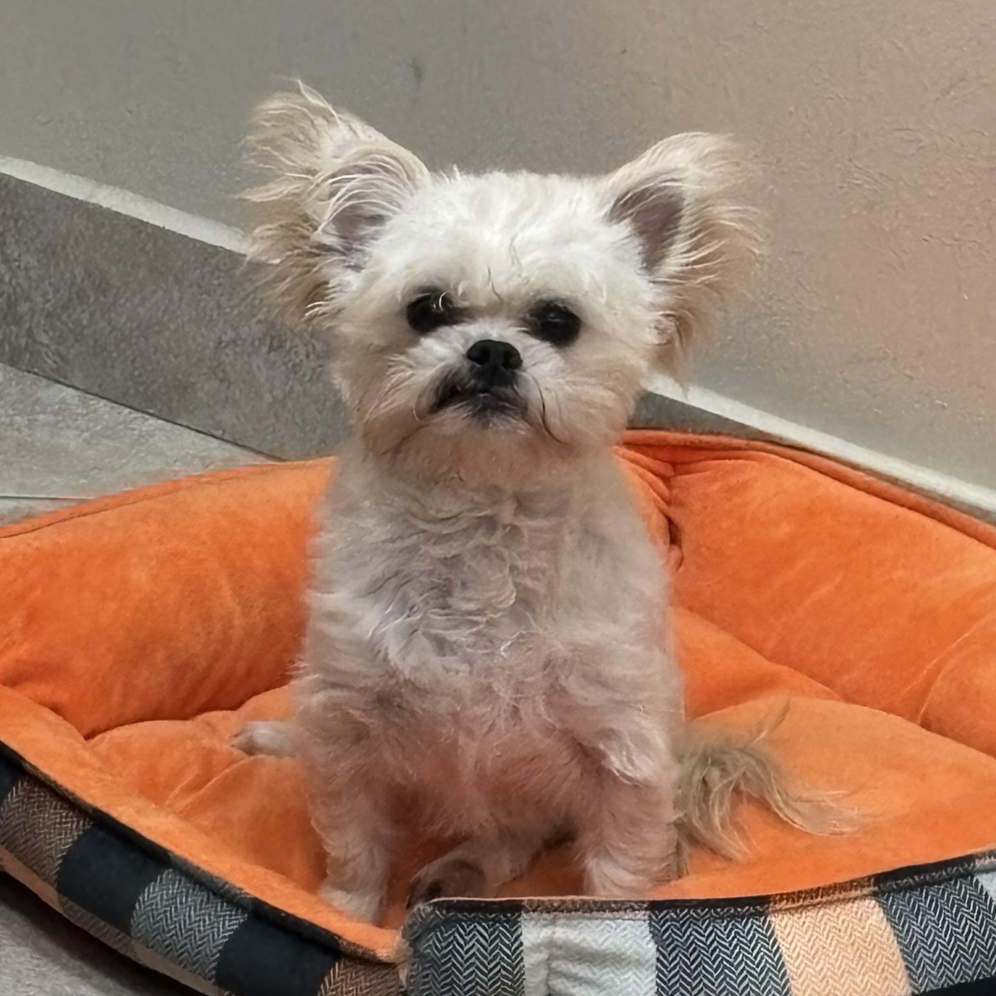 Enlarge Irving , a ADOPTABLE mixed breed in Spring, TX image 1/5