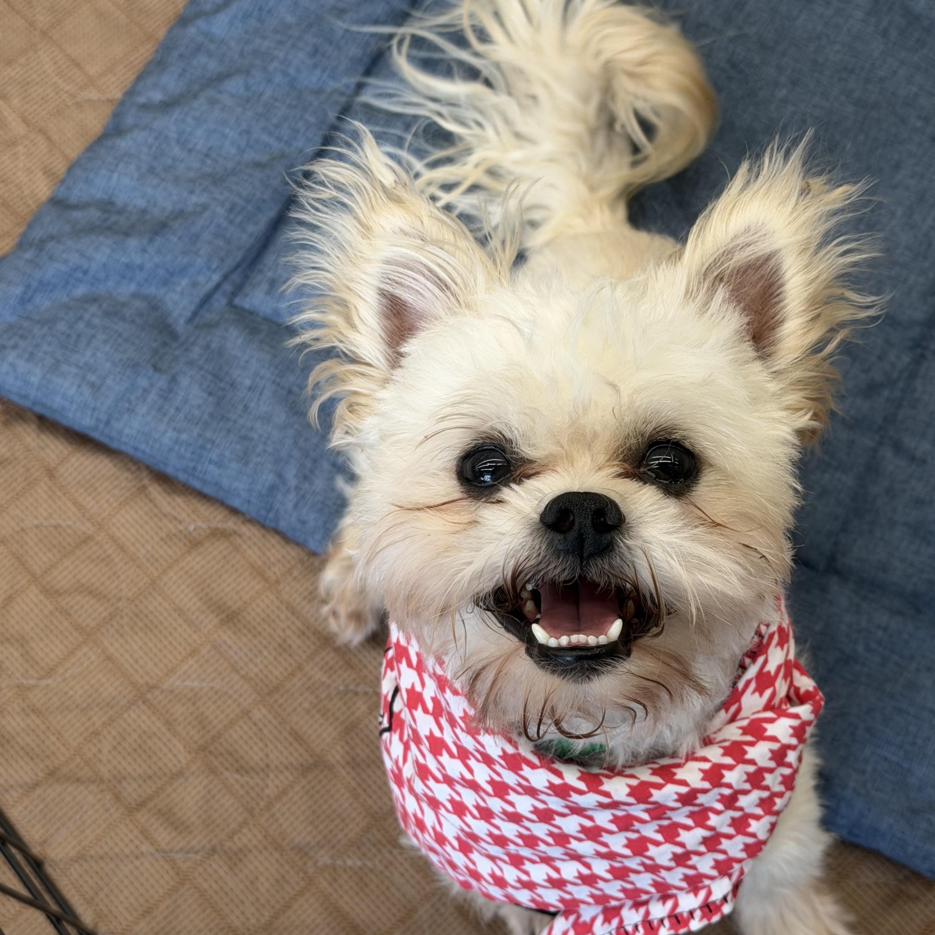 Irving , ADOPTABLE, Young Male Maltese & Yorkshire Terrier.