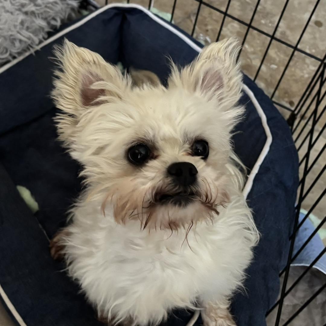 Irving , a ADOPTABLE mixed breed in Spring, TX image 1/3