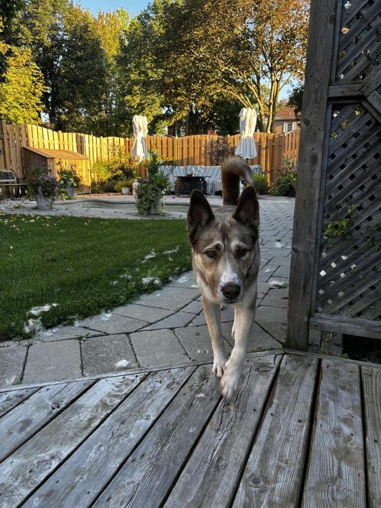 Enlarge Barnaby, a Adoptable mixed breed in Cobourg, ON image 3/3