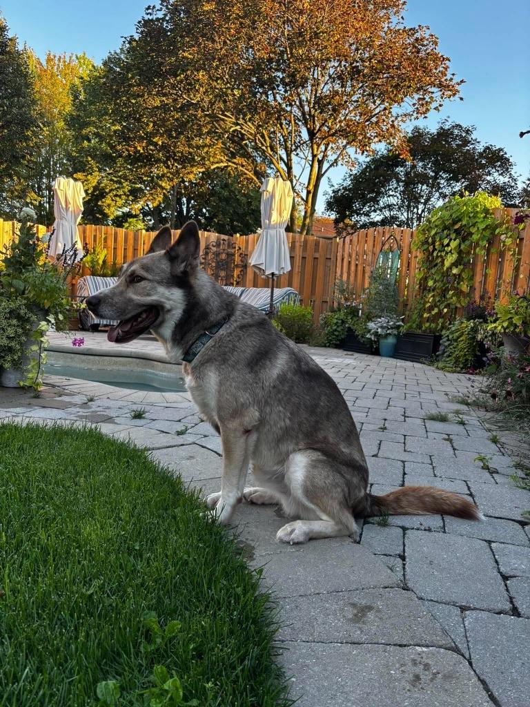 Enlarge Barnaby, a Adoptable mixed breed in Cobourg, ON image 2/3