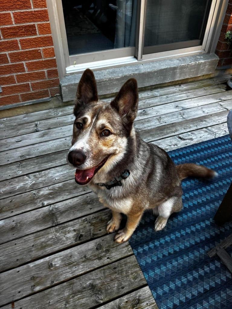 Barnaby, Adoptable, Adult Male German Shepherd Dog & Husky.