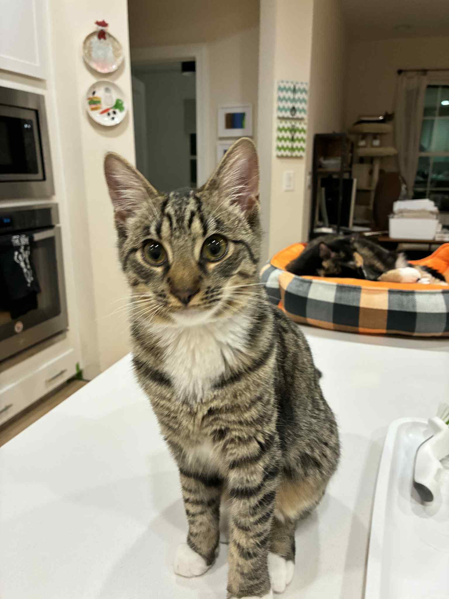 Enlarge Hammy, a Adoptable Tabby in Charlotte, NC image 4/5