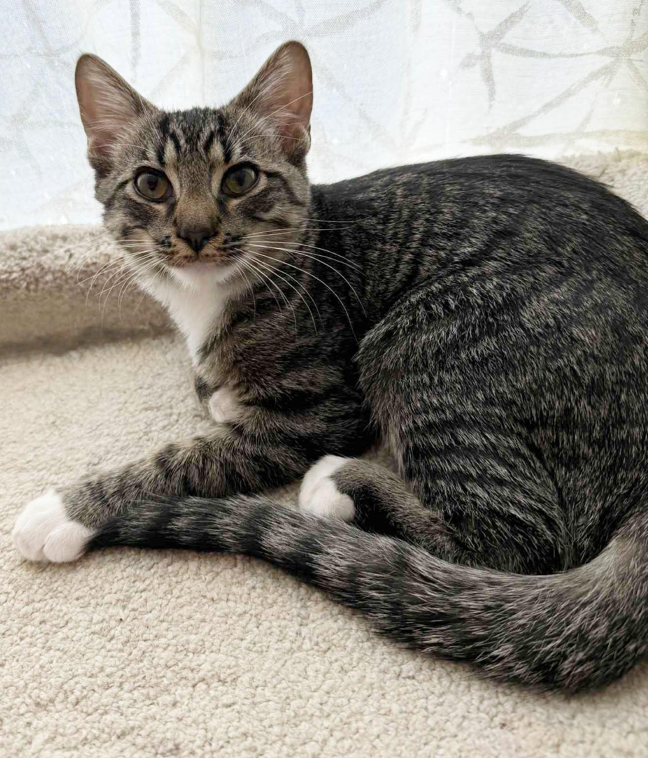 Enlarge Hammy, a Adoptable Tabby in Charlotte, NC image 2/5