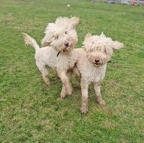 Ruby, Adopted, Adult Female Golden Retriever & Poodle.