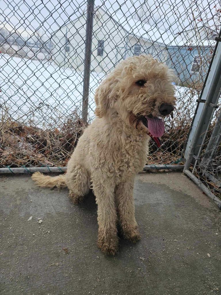 Enlarge Ruby, a Adopted mixed breed in Sprakers, NY image 2/5