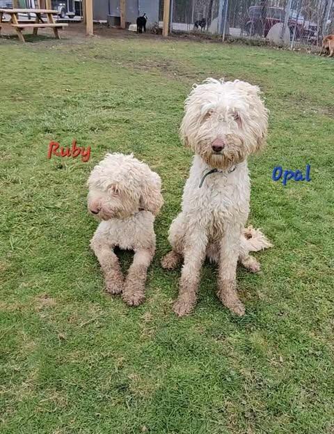 Enlarge Ruby, a Adopted mixed breed in Sprakers, NY image 3/5