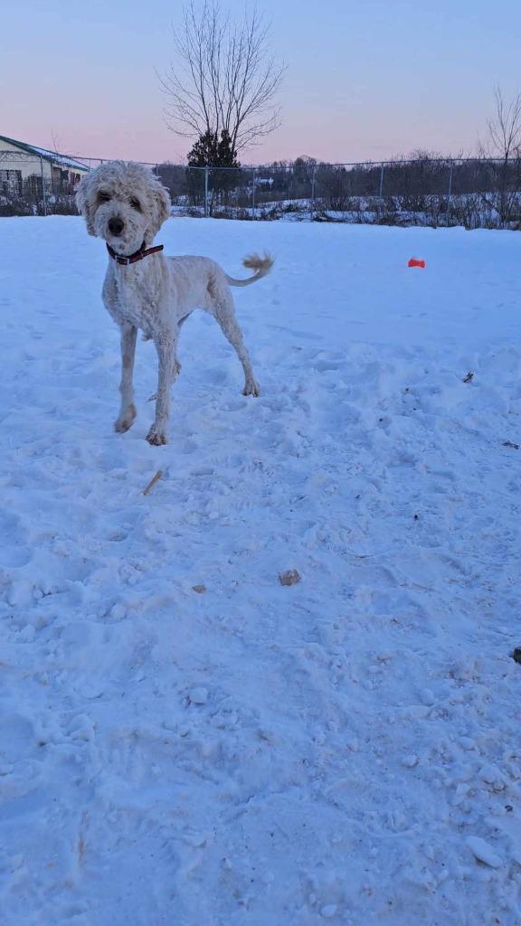 Enlarge Ruby, a Adopted mixed breed in Sprakers, NY image 4/5
