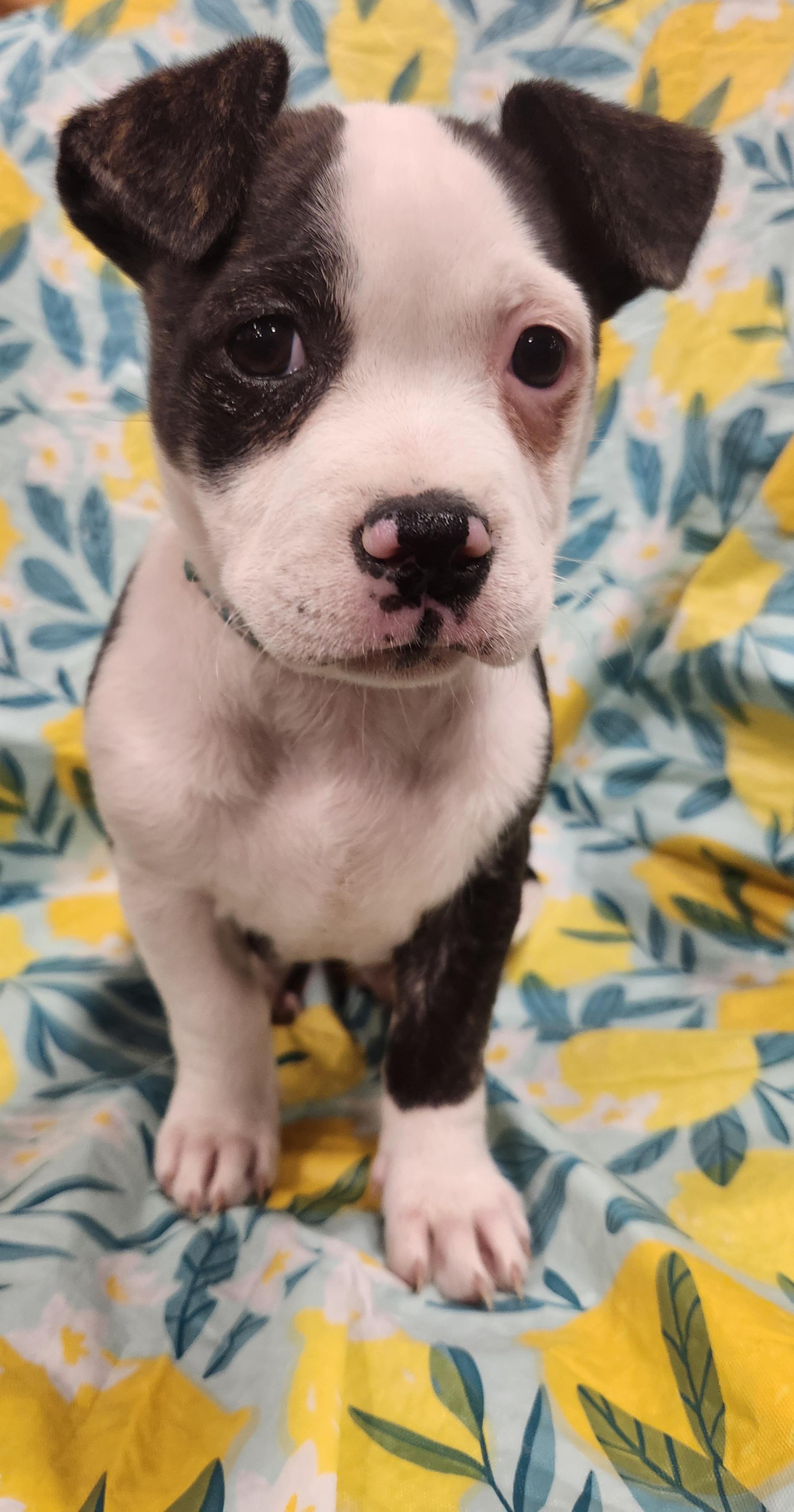 Enlarge Nyla- Taking Applications Only , a ADOPTABLE mixed breed in Baton Rouge, LA image 2/3