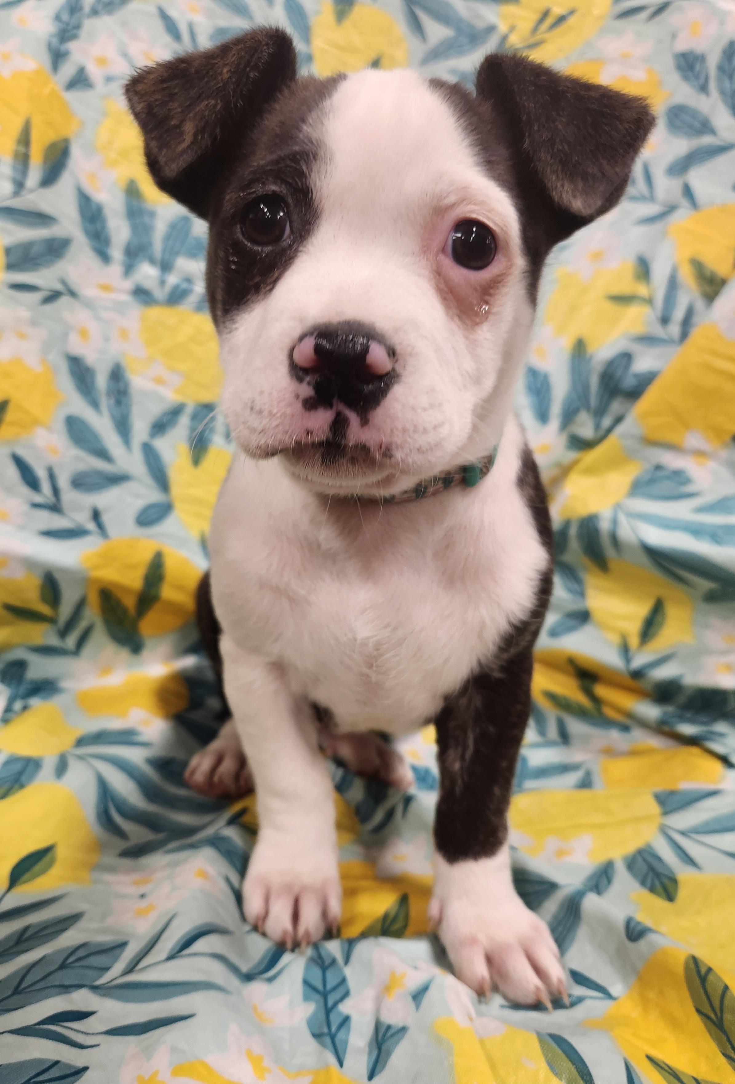 Nyla- Taking Applications Only , ADOPTABLE, Puppy Female Pit Bull Terrier.