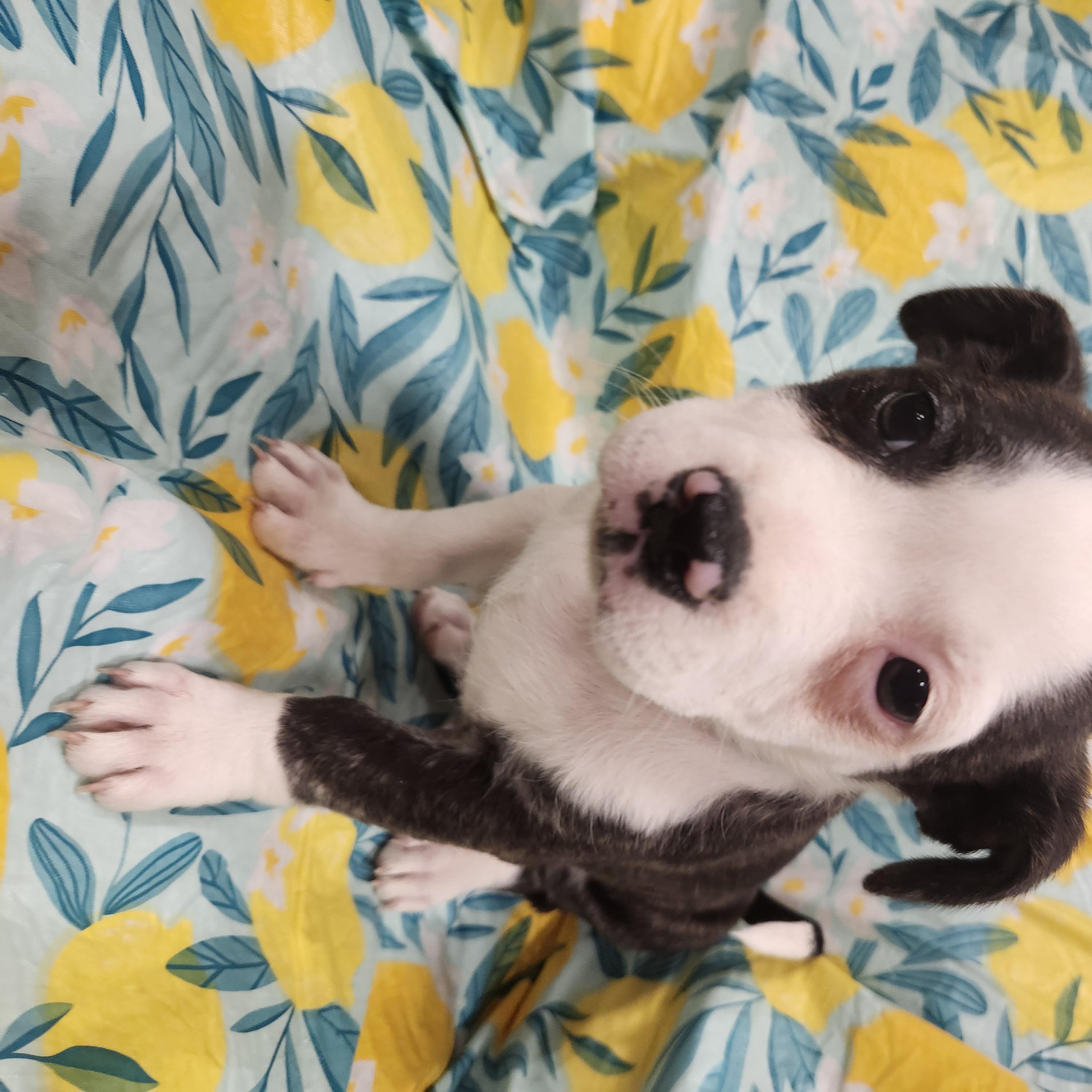 Enlarge Nyla- Taking Applications Only , a ADOPTABLE mixed breed in Baton Rouge, LA image 3/3