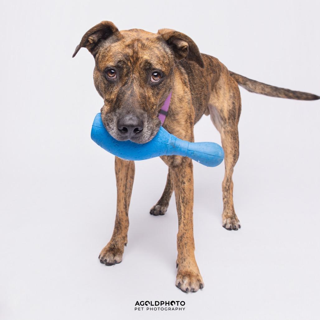 Enlarge Gryffin, a Adoptable Mixed Breed in Sarasota, FL image 1/6