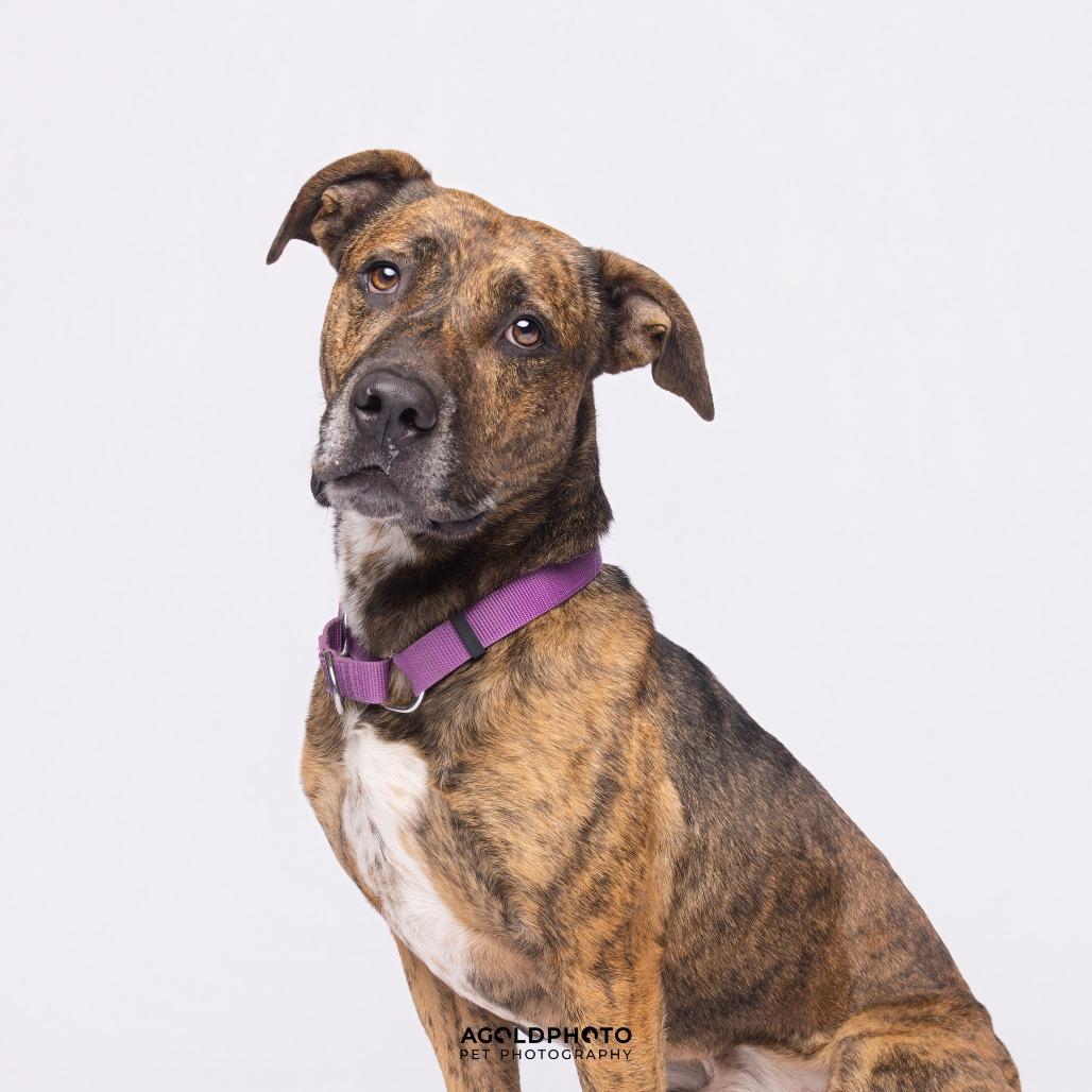Enlarge Gryffin, a Adoptable Mixed Breed in Sarasota, FL image 2/6