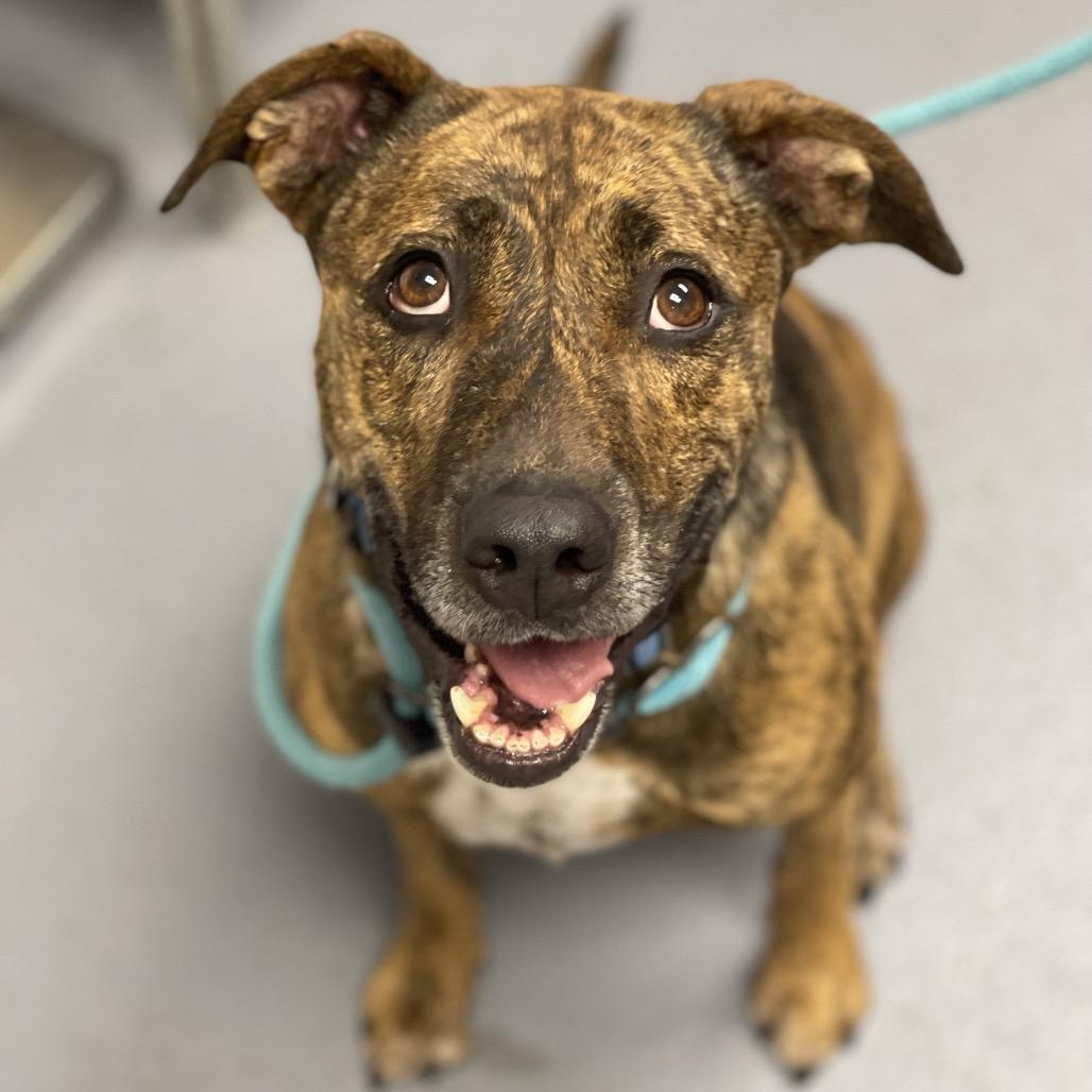 Enlarge Gryffin, a Adoptable Mixed Breed in Sarasota, FL image 3/6