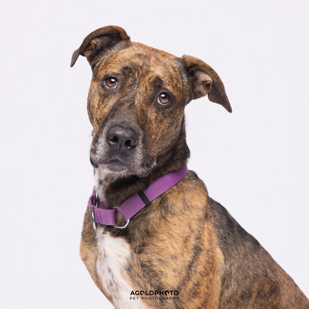 Enlarge Gryffin, a Adoptable Mixed Breed in Sarasota, FL image 4/6