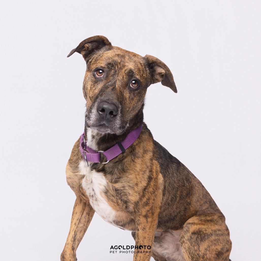 Enlarge Gryffin, a Adoptable Mixed Breed in Sarasota, FL image 6/6