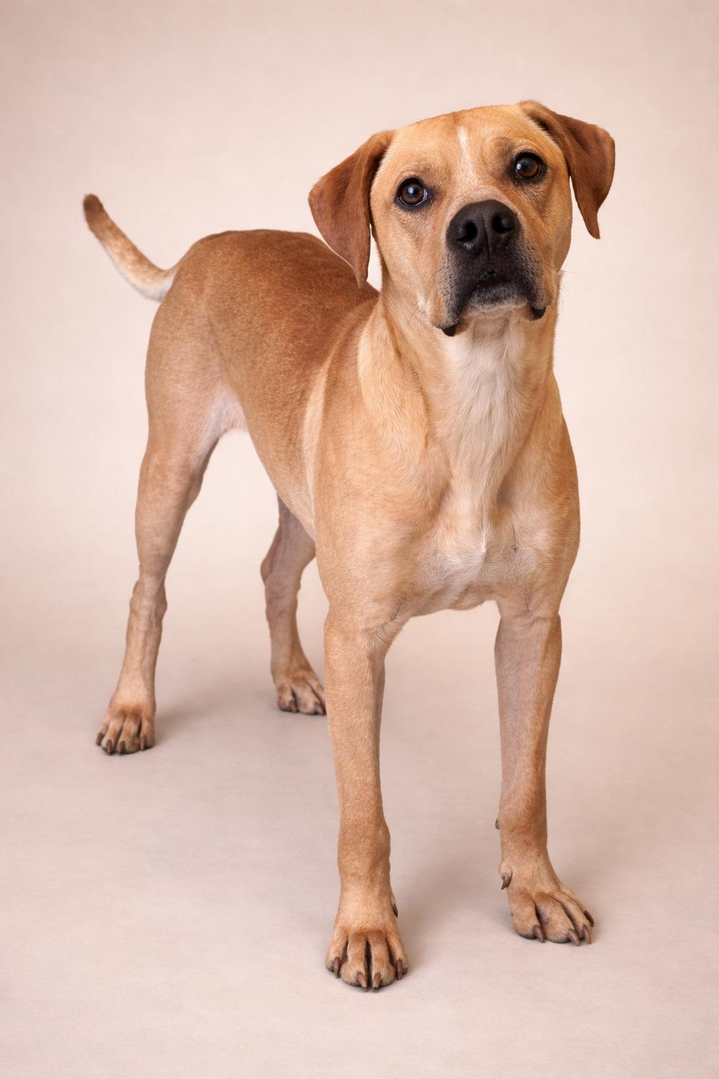 Joey , adopted, Adult Male Yellow Labrador Retriever.
