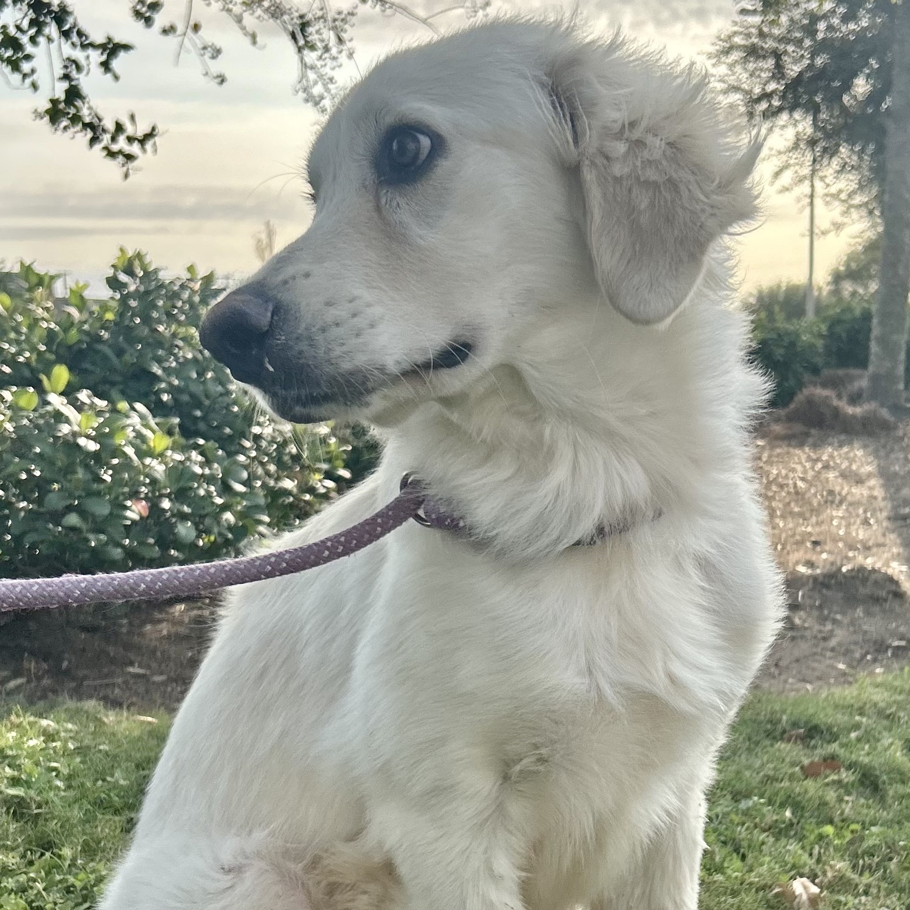 Dog for adoption Apollo, a Golden Retriever & Australian Shepherd Mix