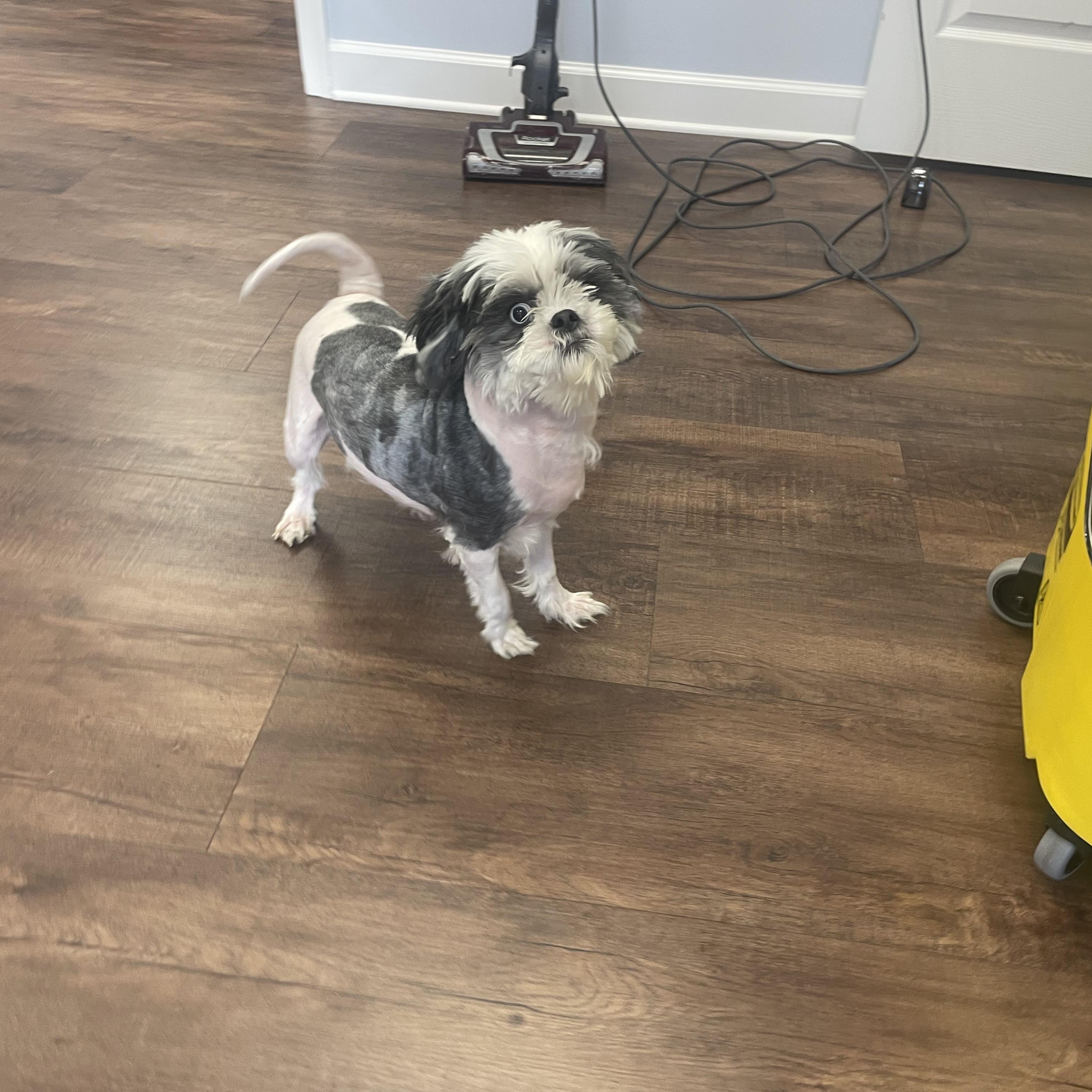 Enlarge Ruby, a ADOPTABLE Shih Tzu in High View, WV image 5/5