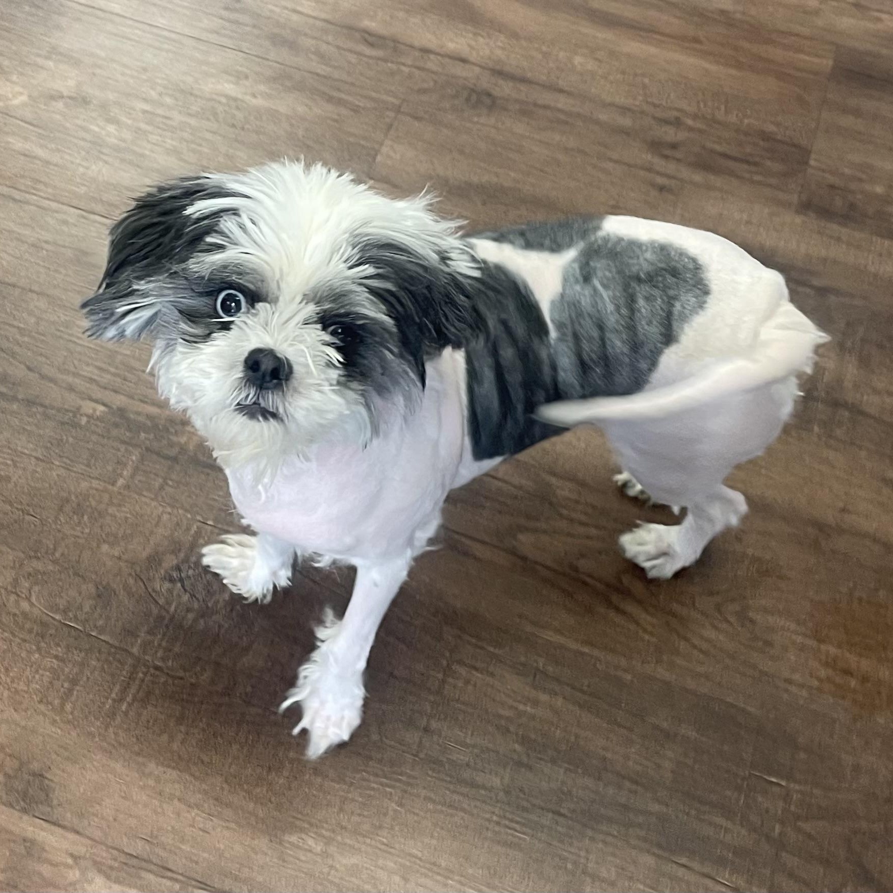 Enlarge Ruby, a ADOPTABLE Shih Tzu in High View, WV image 3/5