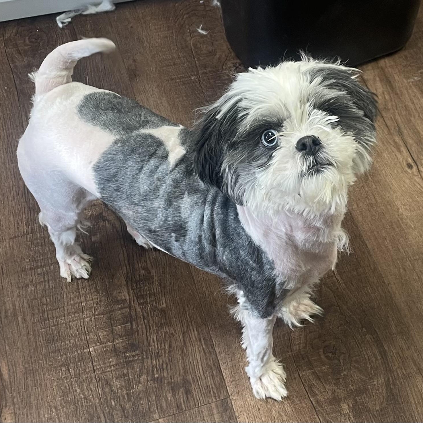 Enlarge Ruby, a ADOPTABLE Shih Tzu in High View, WV image 4/5