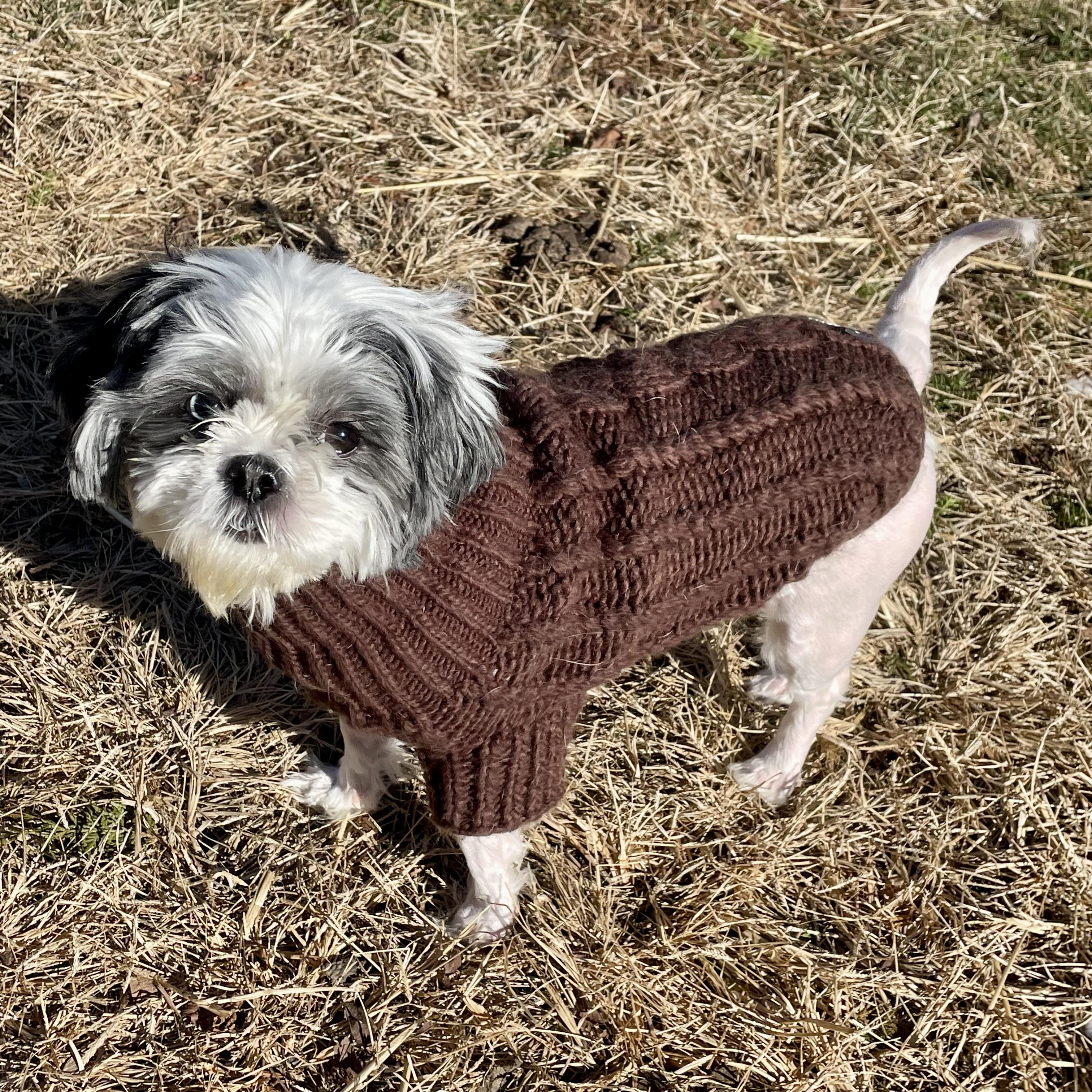 Enlarge Ruby, a ADOPTABLE Shih Tzu in High View, WV image 1/5