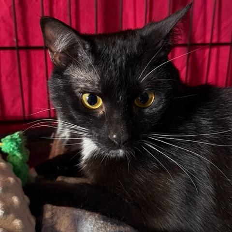 Noix — thumbnail 2