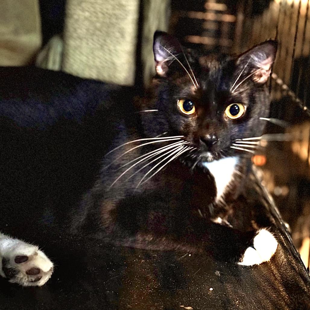 Noix — thumbnail 3