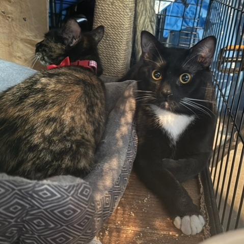 Noix — thumbnail 4