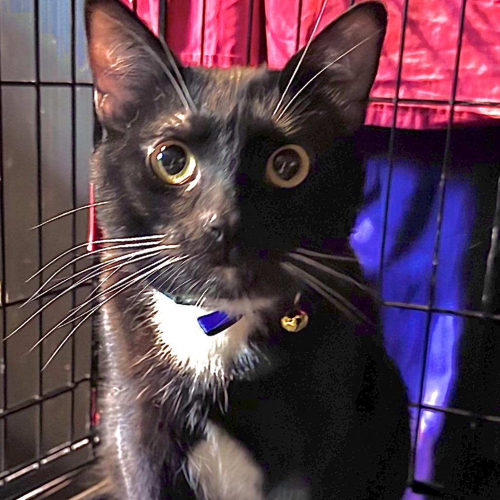 Noix — thumbnail 5