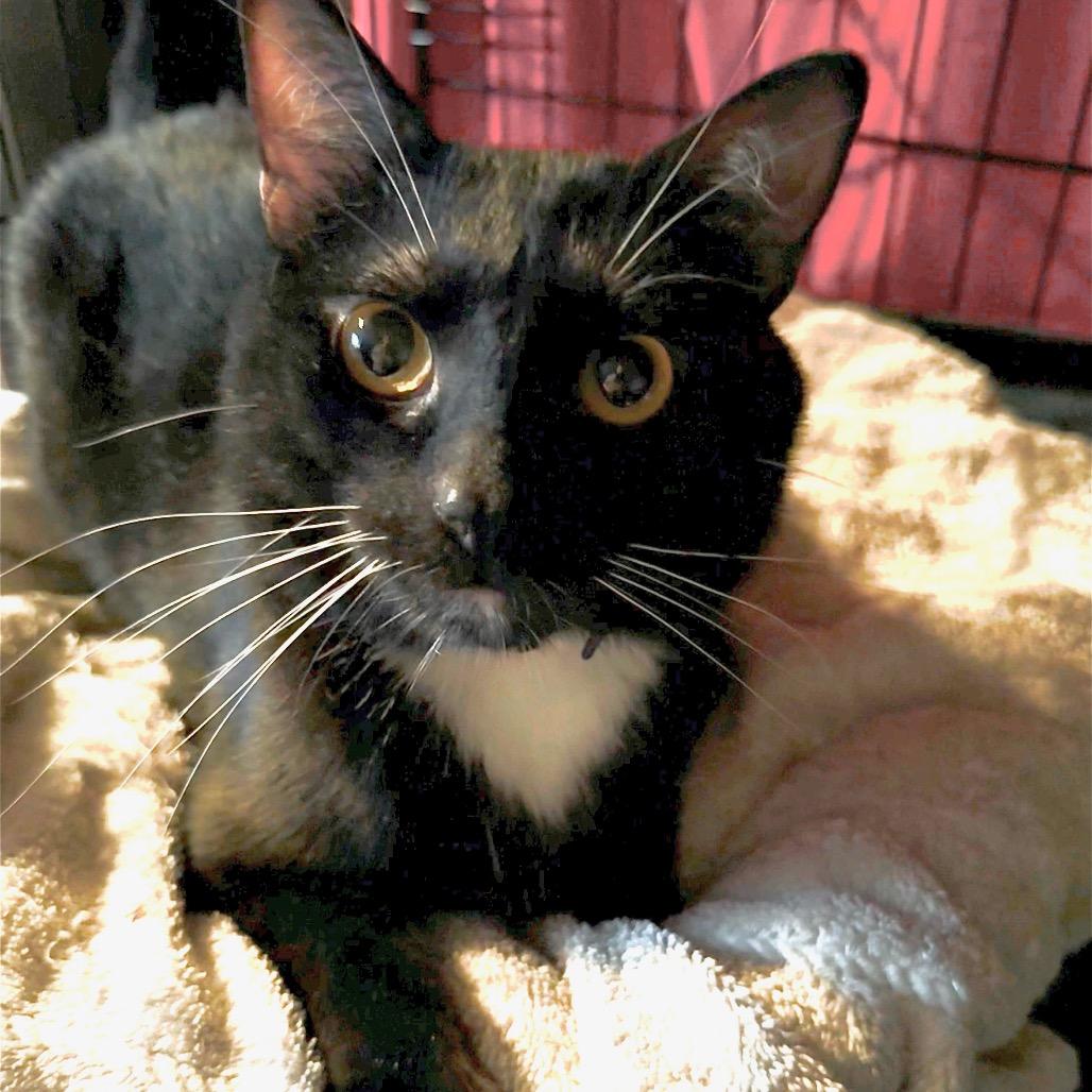 Noix — thumbnail 6