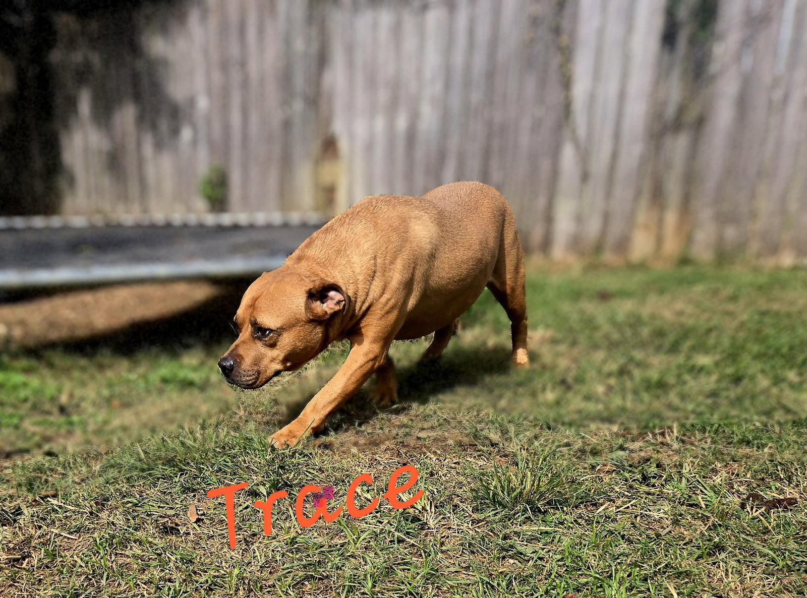 Trace, Adoptable, Adult Male Black Mouth Cur & Labrador Retriever.