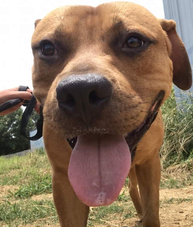 Trace, a Adoptable Hound in Jackson, MS image 2/4