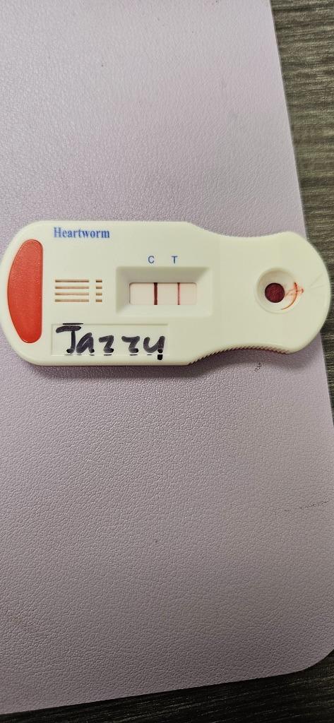 Enlarge Jazzy, a Adoptable Mixed Breed in Bossier City, LA image 1/6