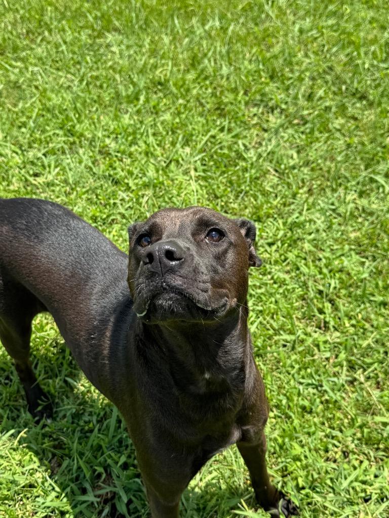 Enlarge Jazzy, a Adoptable Mixed Breed in Bossier City, LA image 2/6