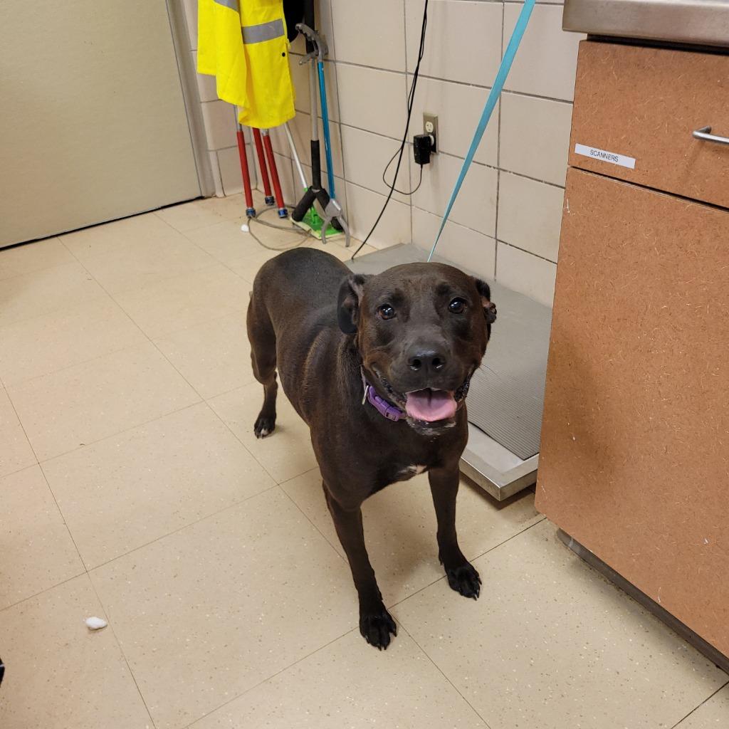 Enlarge Jazzy, a Adoptable Mixed Breed in Bossier City, LA image 3/6