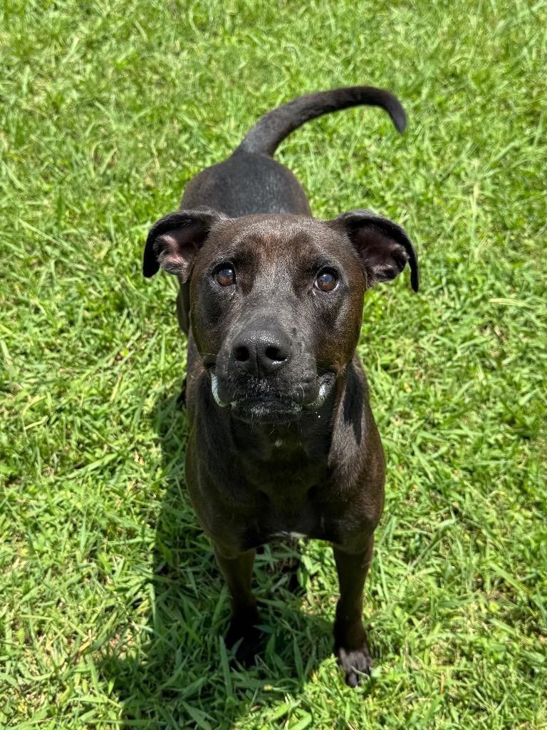 Enlarge Jazzy, a Adoptable Mixed Breed in Bossier City, LA image 4/6