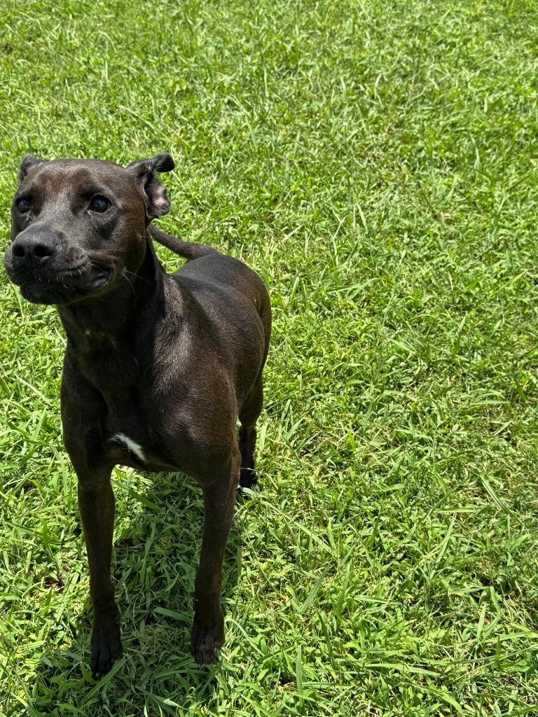 Enlarge Jazzy, a Adoptable Mixed Breed in Bossier City, LA image 5/6