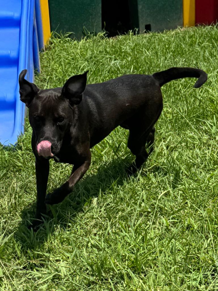 Enlarge Jazzy, a Adoptable Mixed Breed in Bossier City, LA image 6/6