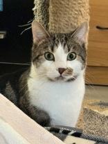 Joey, a Adoptable Domestic Short Hair in Traverse City, MI image 2/4