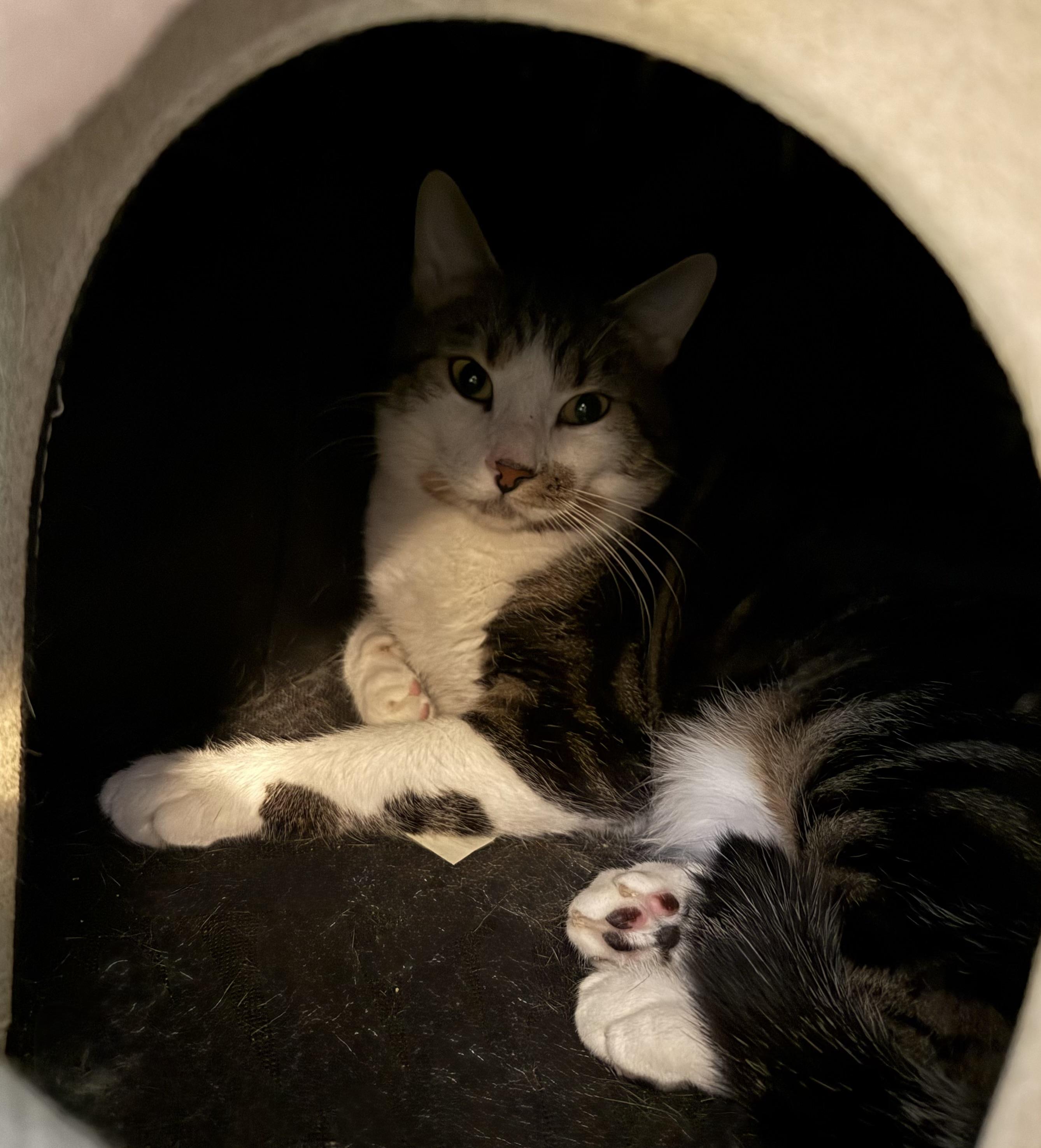 Joey, a Adoptable Domestic Short Hair in Traverse City, MI image 3/4
